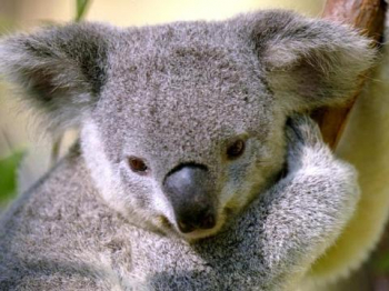 Australia Australia